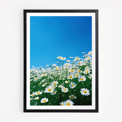 Daisies