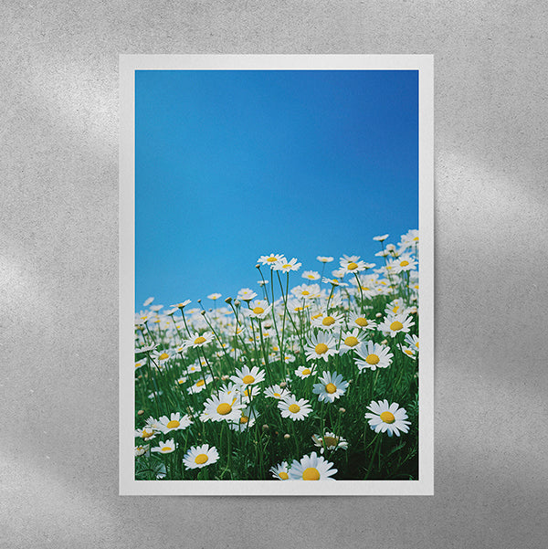 Daisies